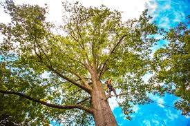 Best Tree Health Inspection  in Moyie Springs, ID