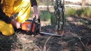 Best Leaf Removal  in Moyie Springs, ID