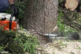Best Fruit Tree Pruning  in Moyie Springs, ID
