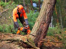 Best Hedge Trimming  in Moyie Springs, ID