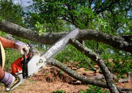 Moyie Springs, ID Tree Removal Company