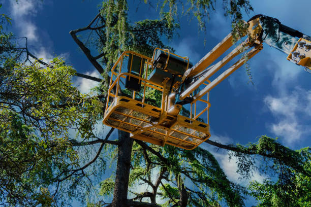 Best Root Management and Removal  in Moyie Springs, ID