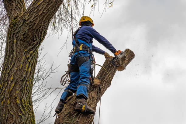 Best Commercial Tree Services  in Moyie Springs, ID