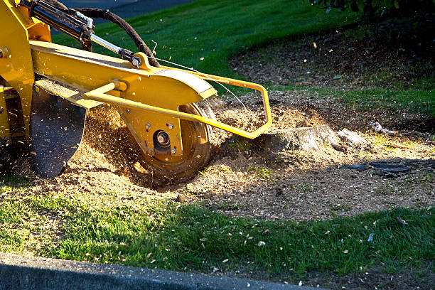 Best Seasonal Cleanup (Spring/Fall)  in Moyie Springs, ID