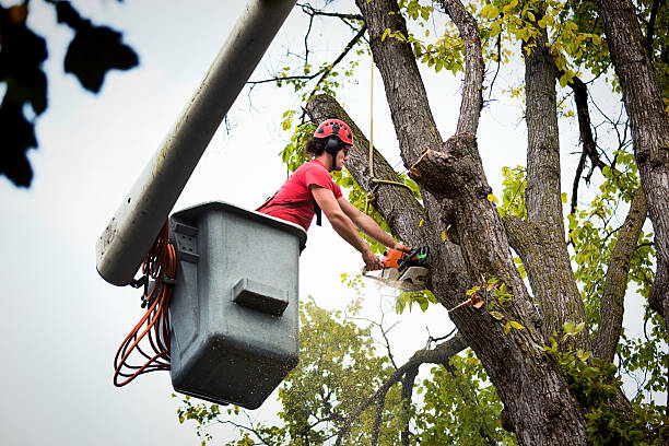 Best Emergency Tree Removal  in Moyie Springs, ID