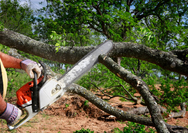 Leaf Removal in Moyie Springs, ID